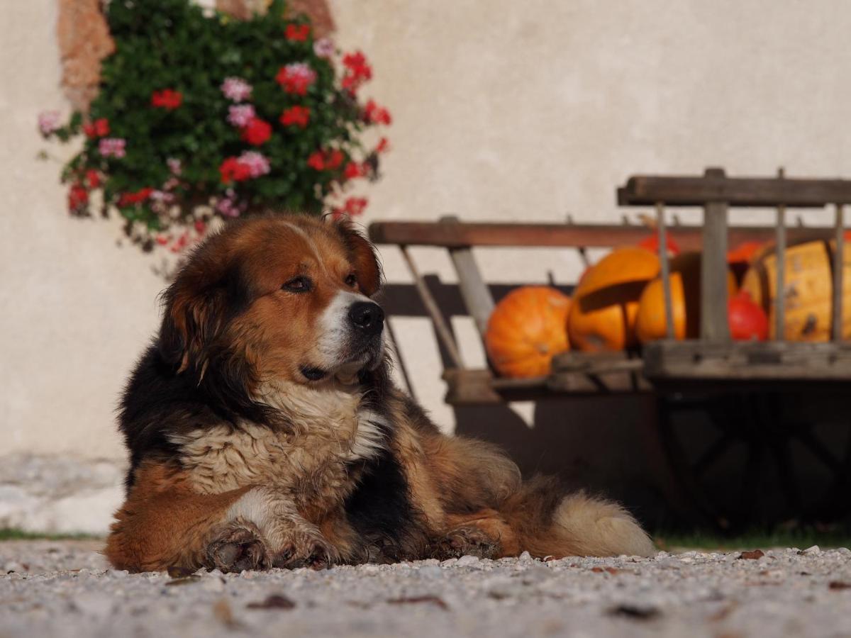 Tourist Farm Senkova Domacija Villa Zgornje Jezersko Bagian luar foto