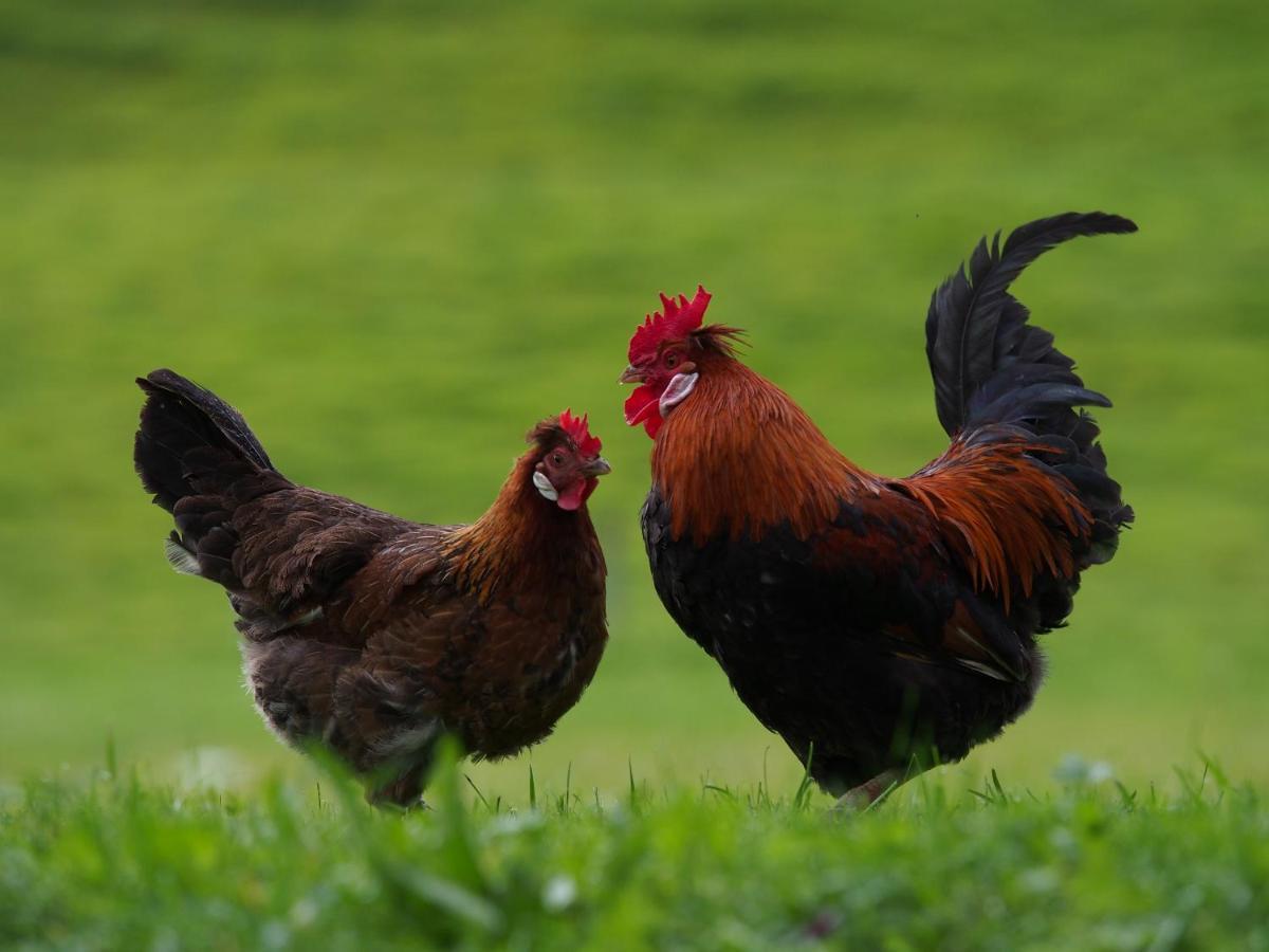Tourist Farm Senkova Domacija Villa Zgornje Jezersko Bagian luar foto