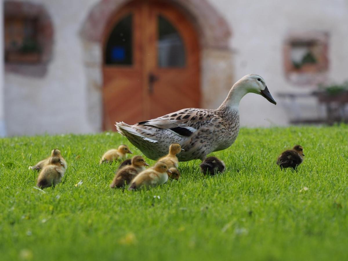 Tourist Farm Senkova Domacija Villa Zgornje Jezersko Bagian luar foto